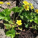 Waldsteinia ternata (pragnia syberyjska)