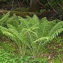 Matteuccia struthiopteris (pióropusznik strusi)