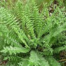 Filipendula vulgaris (wiązówka bulwkowa)