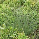 Juncus inflexus (sit siny)