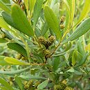 Myrica gale (woskownica europejska)