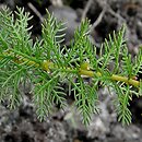 Myriophyllum verticillatum (wywłócznik okółkowy)