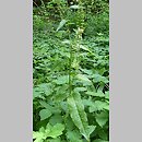 Rumex sanguineus (szczaw gajowy)