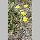 Crepis tectorum (pępawa dachowa)