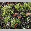 Cladonia foliacea (porost)