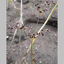 Juncus articulatus (sit członowaty)