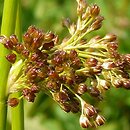 Juncus effusus (sit rozpierzchły)