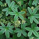 Alchemilla alpina (przywrotnik alpejski)