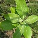 Salix cinerea (wierzba szara)