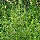 Rumex palustris (szczaw błotny)