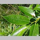 Salix pentandra (wierzba pięciopręcikowa)