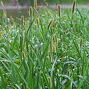 Setaria pumila (włośnica sina)