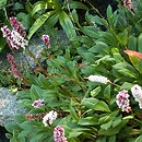 Polygonum affine (rdest pokrewny)