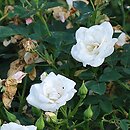 Rosa hort. White The Fairy