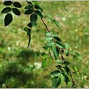 Rosa elegantula