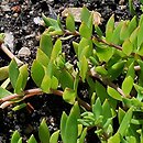 Sedum sarmentosum (rozchodnik rozłogowy)