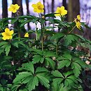 Anemone ranunculoides (zawilec żółty)