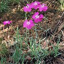 Dianthus gratianopolitanus (goździk siny)