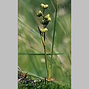 Scheuchzeria palustris (bagnica torfowa)