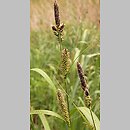 Carex riparia (turzyca brzegowa)