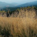 Deschampsia cespitosa (śmiałek darniowy)