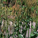 Rumex rugosus (szczaw ogrodowy)