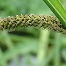 Carex gracilis (turzyca zaostrzona)