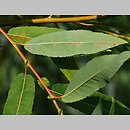 Salix eriocephala (wierzba amerykanka)