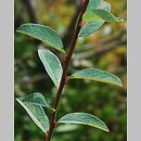 Salix myrtilloides (wierzba borówkolistna)