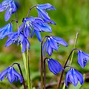 Scilla sibirica orth.var. (cebulica syberyjska)