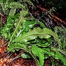 Asplenium scolopendrium (języcznik zwyczajny)