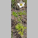 Anemone sylvestris (zawilec wielkokwiatowy)