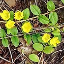 Lysimachia nummularia (tojeść rozesłana)