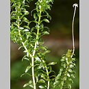 Elodea canadensis (moczarka kanadyjska)