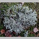 Cladonia rangiferina (chrobotek reniferowy [porost])