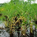 Oenanthe aquatica (kropidło wodne)