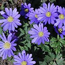 Anemone blanda (zawilec grecki)