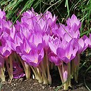 Colchicum speciosum (zimowit powabny)