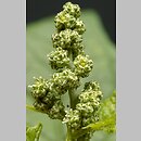 Chenopodium hybridum (komosa wielkolistna)