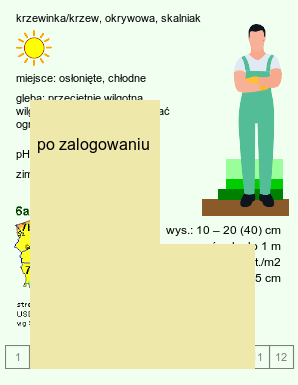 wymagania uprawowe Cotoneaster radicans (irga Dammera odm. rozesłana)