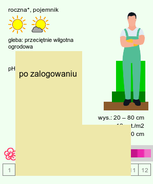 wymagania uprawowe Pelargonium ×grandiflorum (pelargonia wielkokwiatowa)