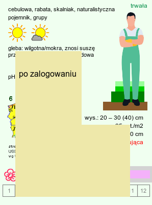 wymagania uprawa Colchicum ×byzantinum (zimowit bizantyjski)