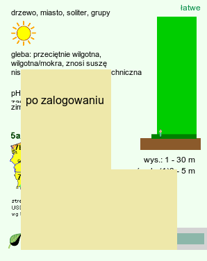 wymagania uprawa Picea omorika (świerk serbski)