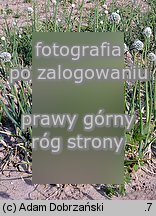 Allium ascalonicum (czosnek szalotka)