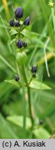 Swertia perennis ssp. alpestris (niebielistka trwała alpejska)