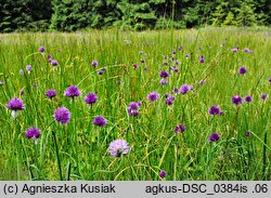 Allium sibiricum (czosnek syberyjski)