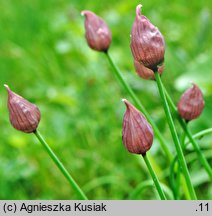 Allium sibiricum (czosnek syberyjski)