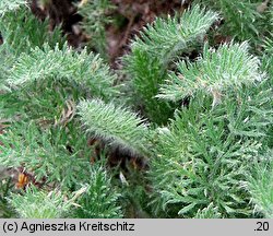 Achillea crithmifolia (krwawnik kowniatkolistny)