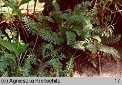Achillea crithmifolia (krwawnik kowniatkolistny)