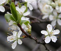 Prunus insitita